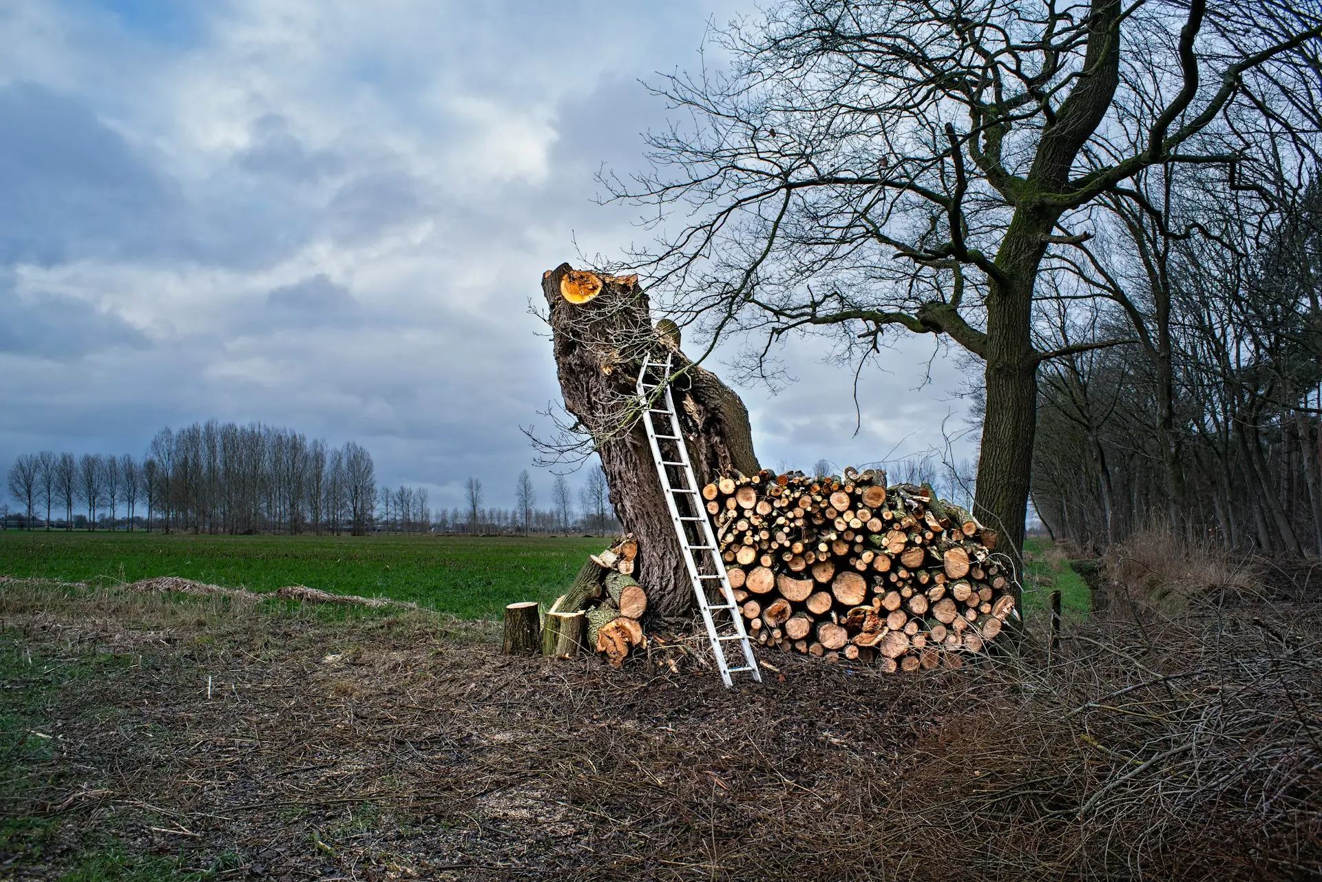 Elagage arbre tetard Arbre élagué tronconné