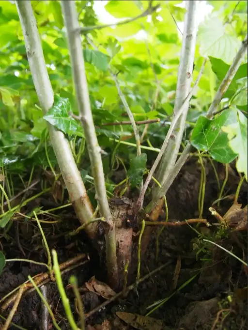 Plant d'aubépine recépé