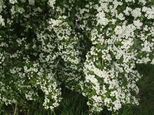 Rameaux d'aubépines en fleur