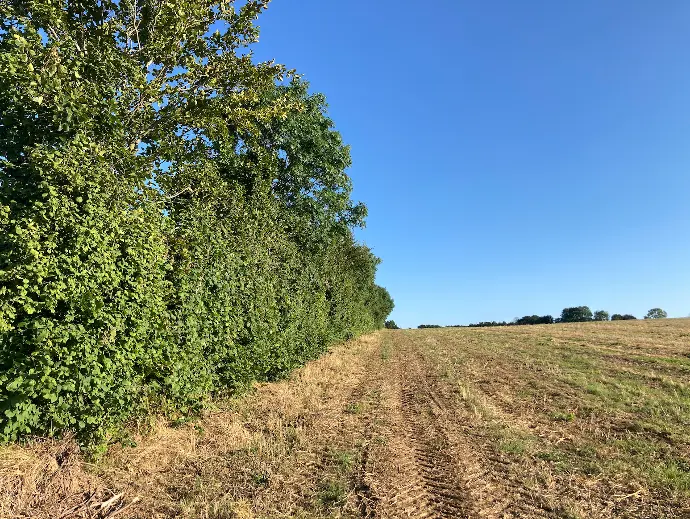 Haie champêtre