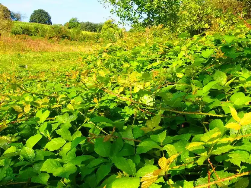 roncier débroussaillage jardin roncier débroussaillage jardin