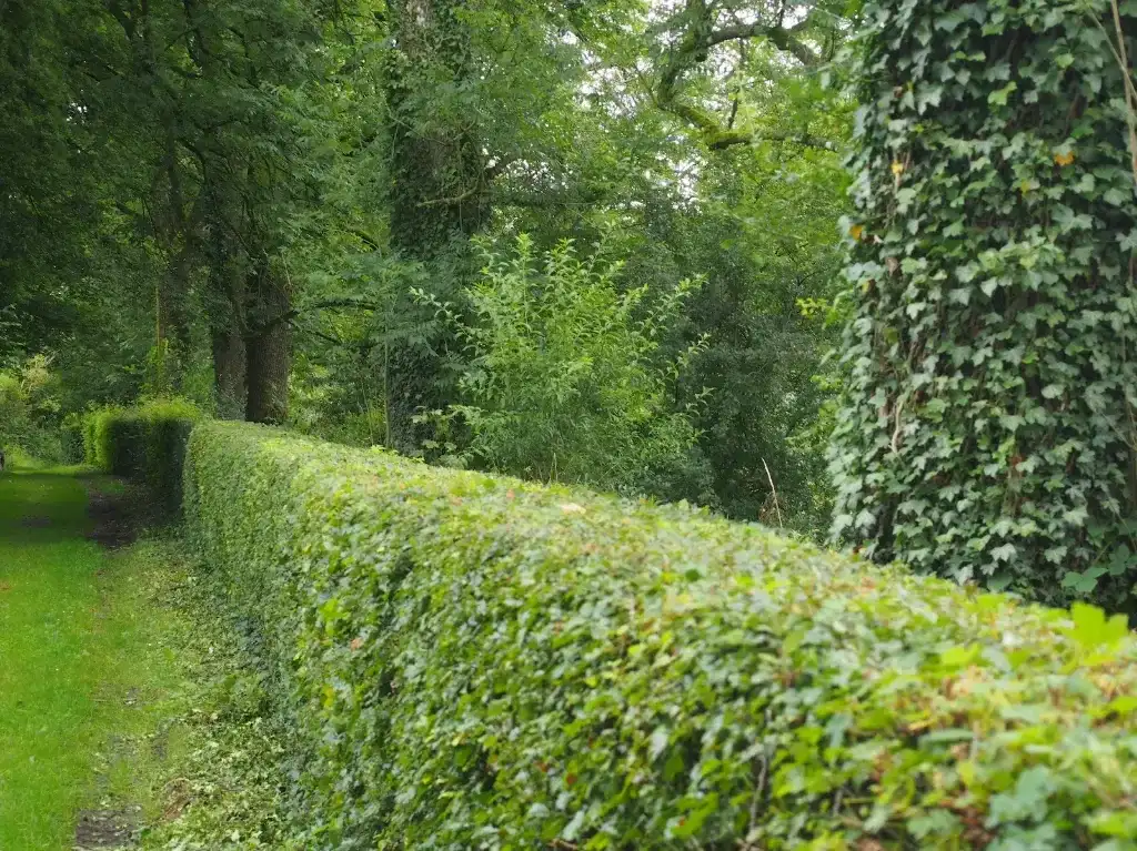 Allée boisée Allée de campagne