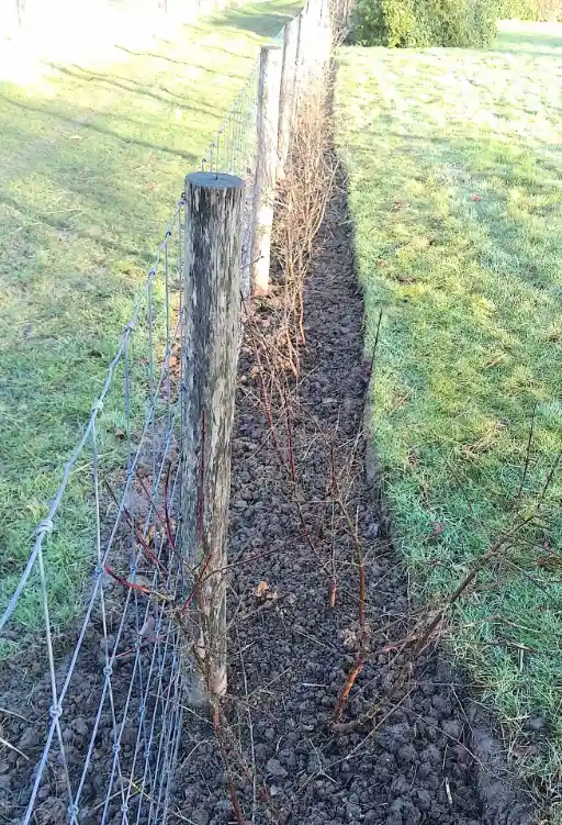 Clôture et haie mixte