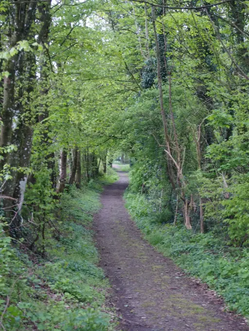 Sentier forestier émondé